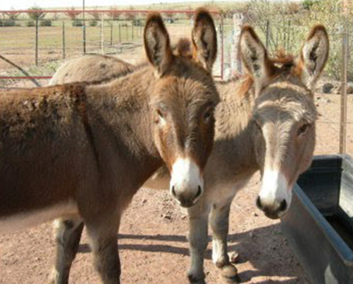 Two Donkeys at Latham